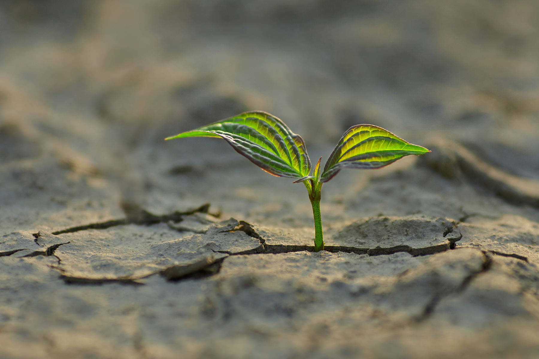 Agents and the Marketplace